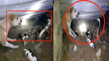 நாய் ஆனாலும் நானும் தாய் தானே.. ஒரு உணர்ச்சி மிகு போராட்டம்