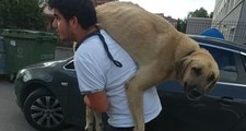 Kocaeli'de Bir Vatandaş, Hasta Köpeği Tedavi Ettirmek İçin 500 Metre Sırtında Taşıyarak Veterinere Götürdü