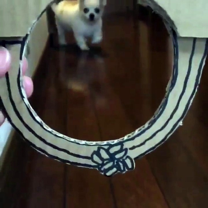 check out my lovely female dog