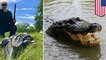 Texas county mayor shoots gator, seeks revenge for mini-horse