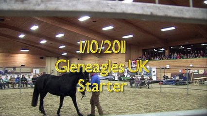 Saddling a Horse for the First Time in Under Thirty Minutes