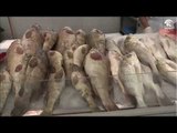 صباح الشارقة: أسعار الأسماك في سوق الجبيل 09/03/2017