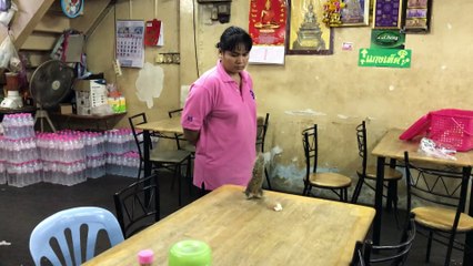 Squirrel Causes Havoc Running Across Tables In Thai Restaurant