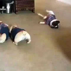 morning run up and training for dogs