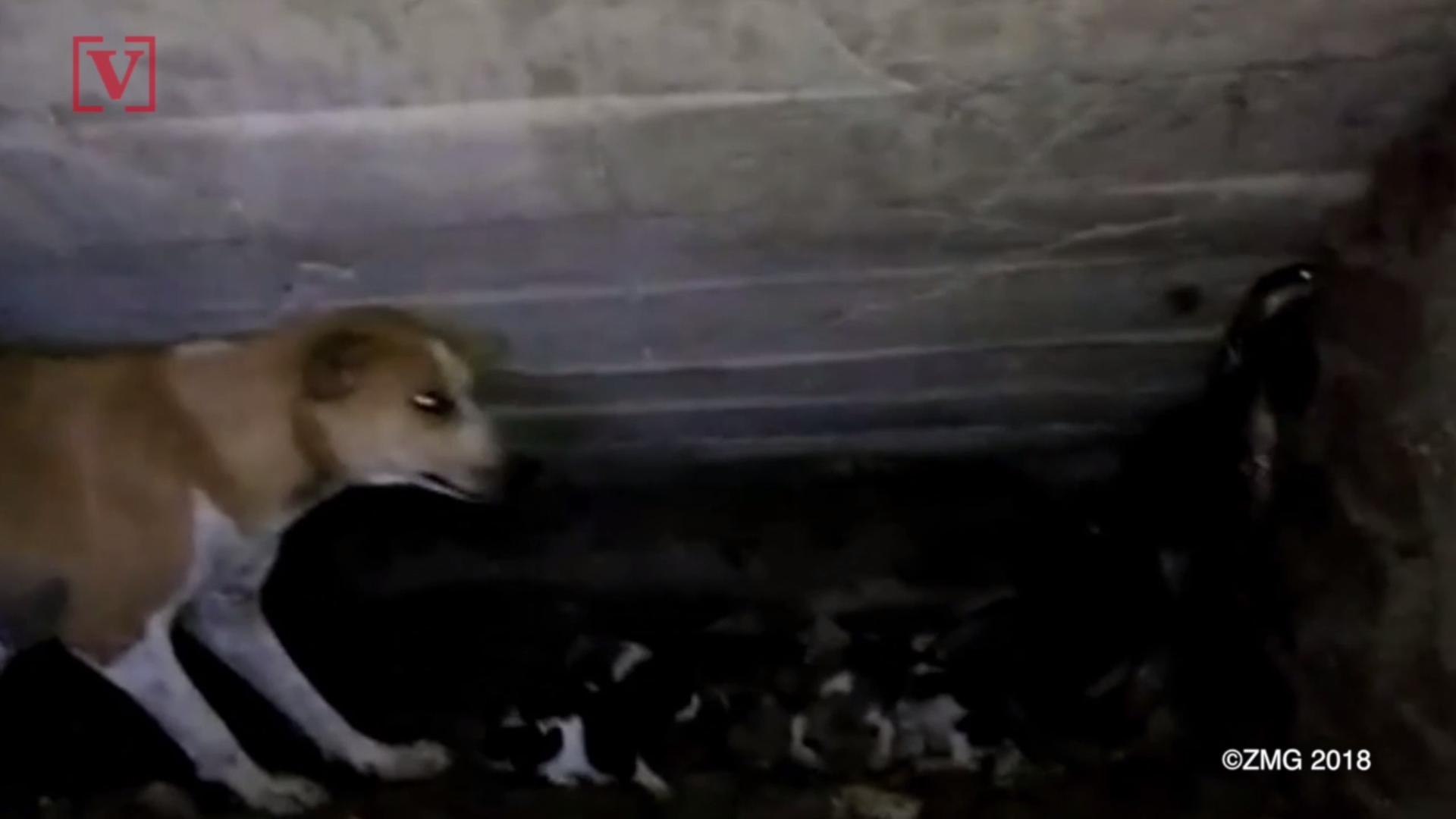 ⁣Incredible Video of Dog Protecting Her Puppies From a Cobra Attack