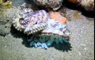 Une pieuvre protège ses oeufs