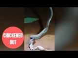 The moment snake regurgitated six chickens