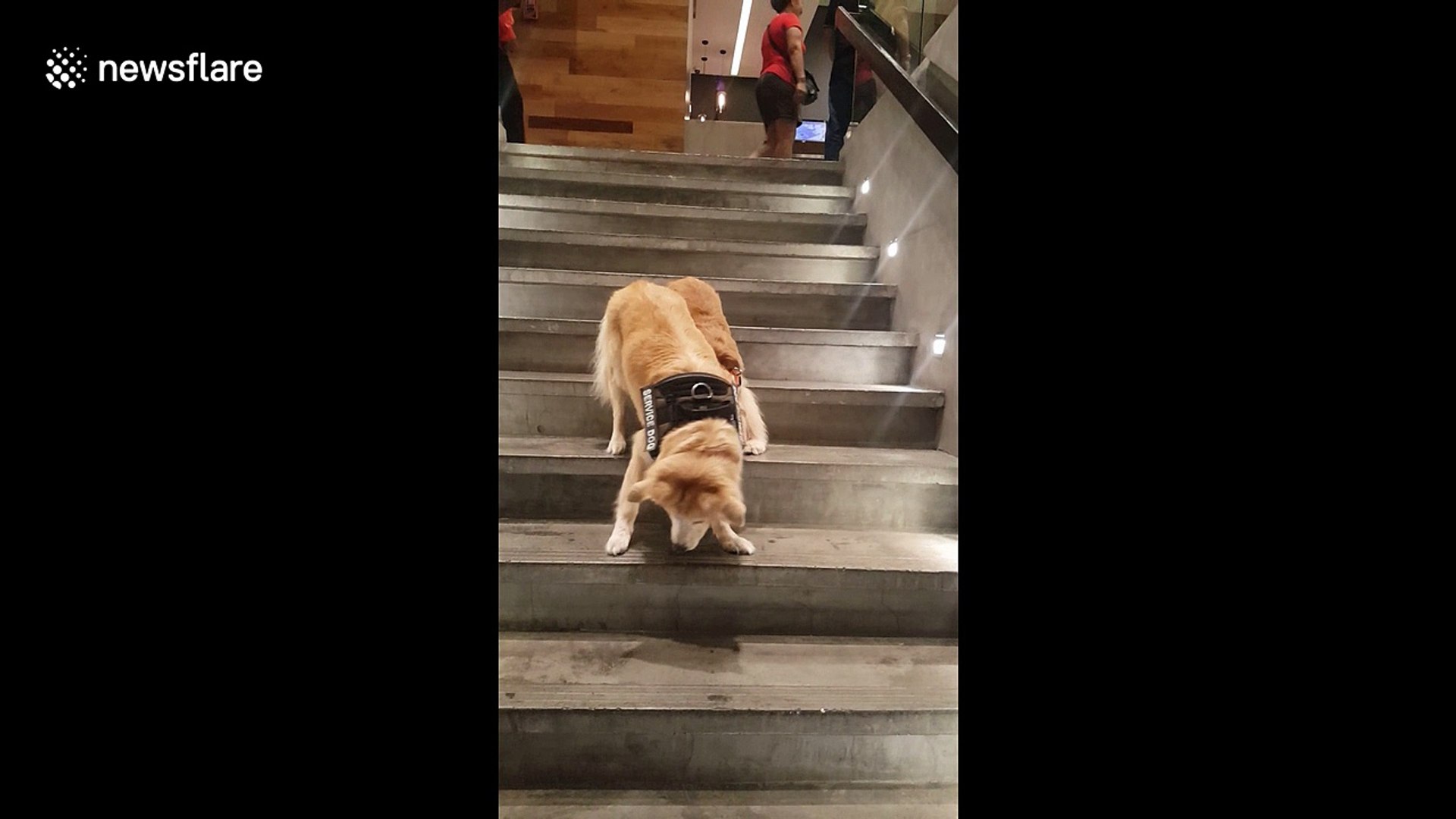 Service dog patiently guides blind dog down steep stairs - video Dailymotion