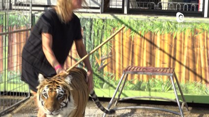 Reportage - Les coulisses du Cirque Arlette Gruss