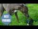 A magpie and a whippet have formed an unlikely friendship