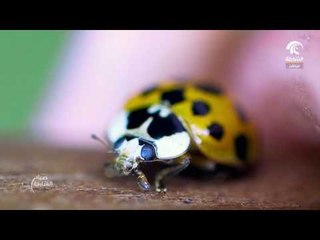 صباح الشارقة : فن التصوير الاحترافي