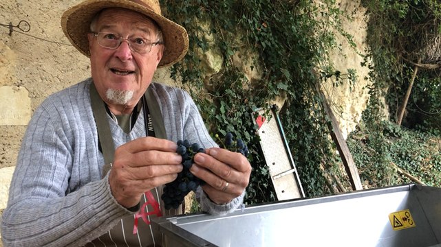 Vendanges à la vigne d’Yvandeau