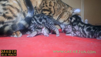 Котята бенгальской кошки - день 5