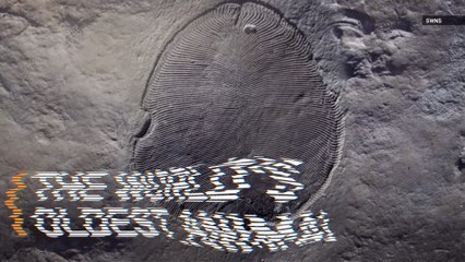 This Is What The World's Oldest Animal Looked Like