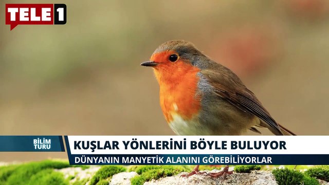 Bilim Turu: Uzay istasyonunda delik, bitki yiyen köpekbalıkları ve dahası