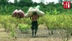 La Colombie reste le premier producteur de cocaïne au monde