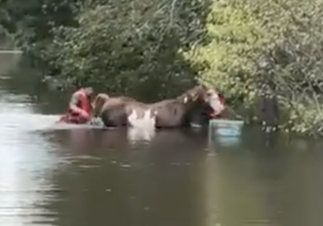 County Team Rescues Horse From Flooded Pasture
