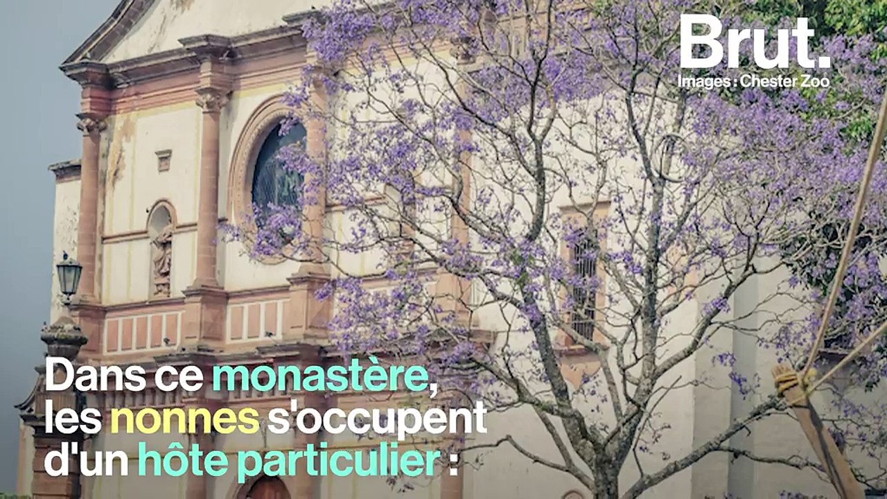 Au Mexique, des nonnes prennent soin de salamandres marines pour éviter leur extinction