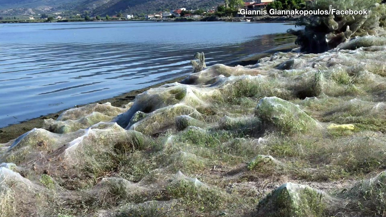 See the Creepy 1,000-Foot-Long Spider Web Covering A Lagoon In Greece