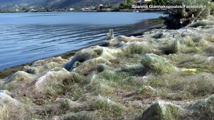 See the Creepy 1,000-Foot-Long Spider Web Covering A Lagoon In Greece