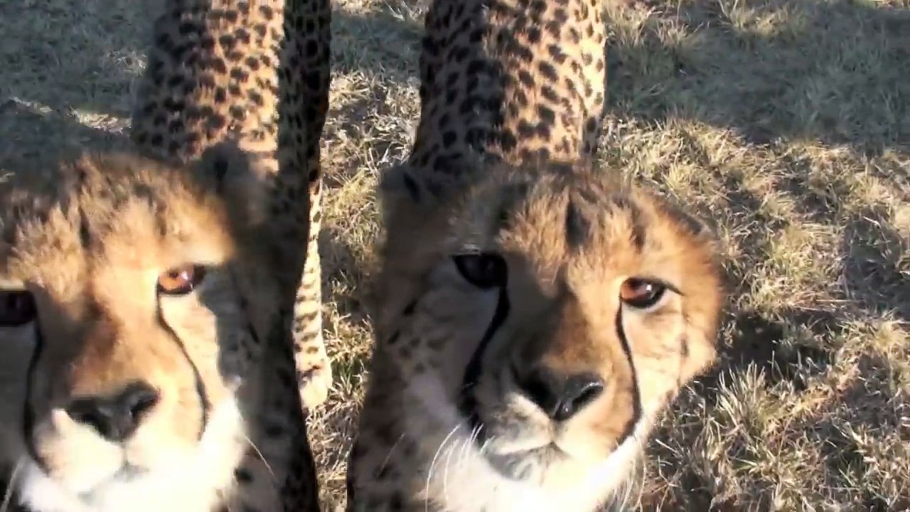 Do Cheetahs Purr?