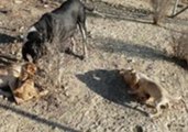 Blind Dog at Crete Shelter Plays With Her Puppies