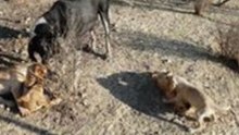 Blind Dog at Crete Shelter Plays With Her Puppies