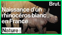 Naissance d'un bébé rhinocéros blanc dans la réserve de Sigean, en France