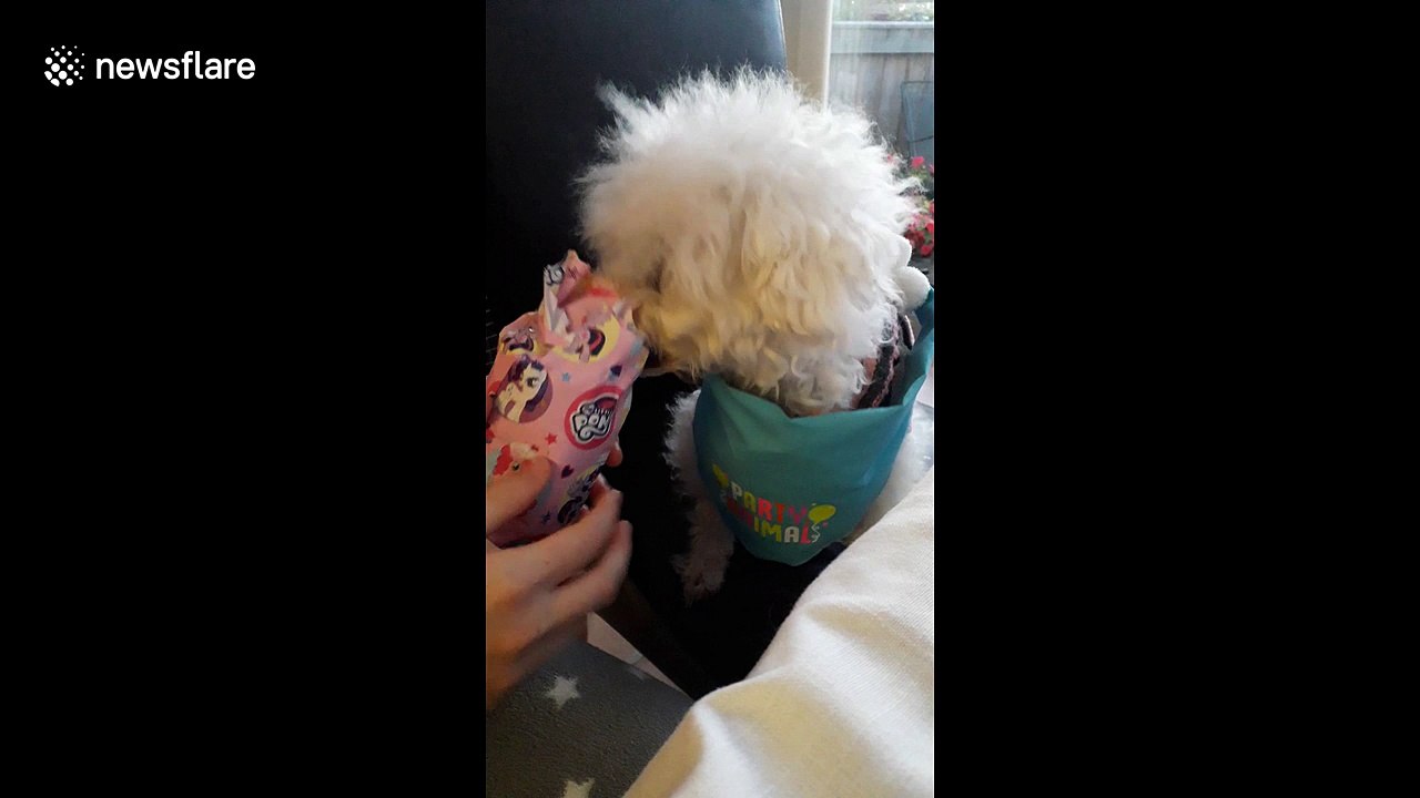 The hilarious and adorable moment pet dog realises she is a dog