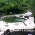 Elefantes correm salvar filhote que cai na piscina
