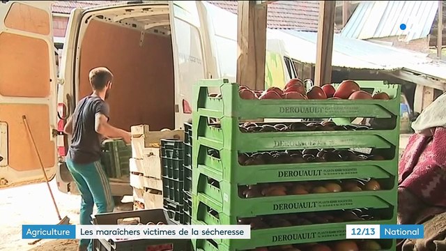 Agriculture : les maraîchers victimes de la sécheresse dans l'Oise