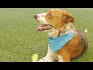 Positively Arizona: Arizona Animal Welfare League & SPCA