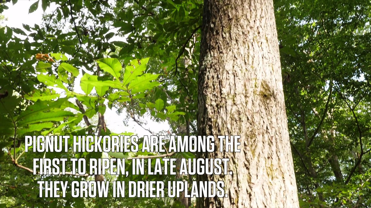 How to Identify Mast Trees for Squirrel Hunting