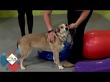 SANDY & FRIENDS-4 PAWS REHAB & WELLNESS FOR PETS