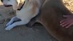 Adorable : ce lion de mer fait un câlin à un chien