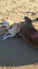 Adorable : ce lion de mer fait un câlin à un chien