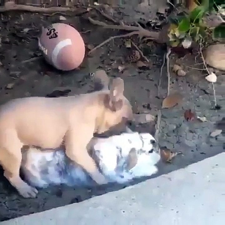 my dog play with little rabbit