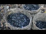 صباح الشارقة - الفحم النباتي و أنواعه
