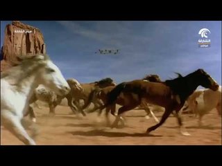 برنامج صباح الشارقة : سلالات الخيول