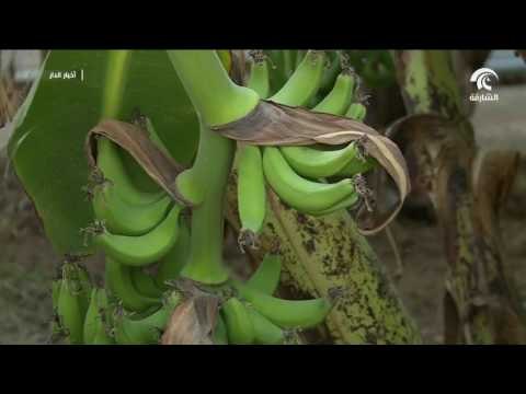 التغير المناخي والبيئة توفر أكثر من 9500 طن من الأسمدة للمزارعين