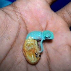 Quoi de plus adorable que la naissance d'un caméléon