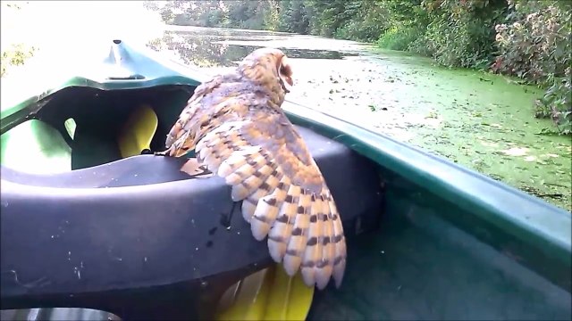 Ils sauvent une petite chouette en train de se noyer