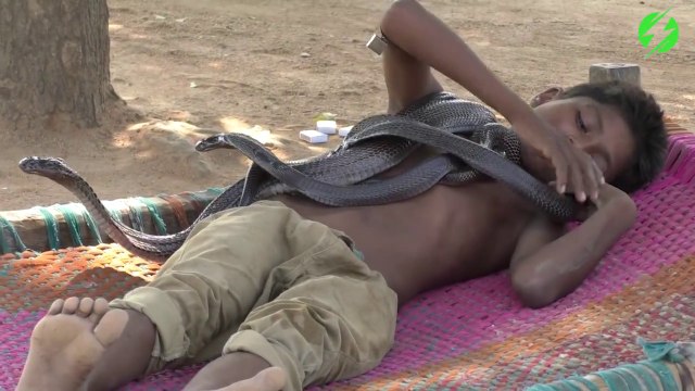 Un enfant indien s'amuse avec ses cobras. Impressionnant