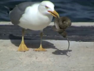 Cette mouette se régale avec un gros serpent
