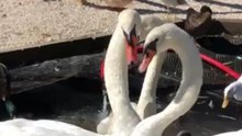 Swans Saved From Florence Form 'Special Bond' at North Carolina Sanctuary