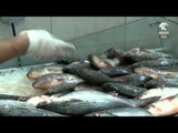 أسعار الأسماك لهذا اليوم 7-3-2016