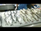 أسعار الأسماك لهذا اليوم 9-3-2016