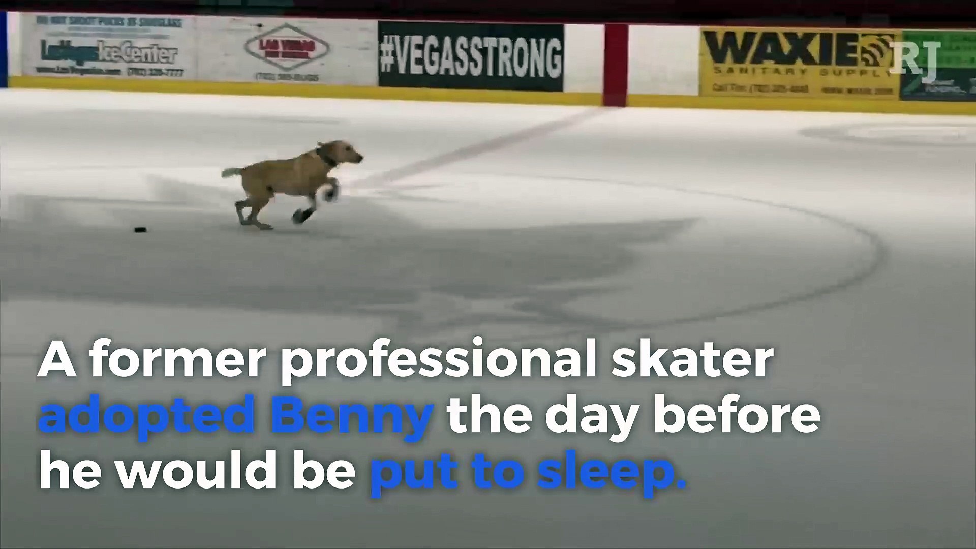 GOTTA SEE IT: Dog On Skates Puts On A Show At Golden Knights And
