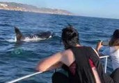 Killer Whales Make a Rare Appearance in San Diego