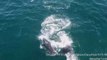 Graphic Drone Footage Shows Orcas Attack and Kill Dolphin